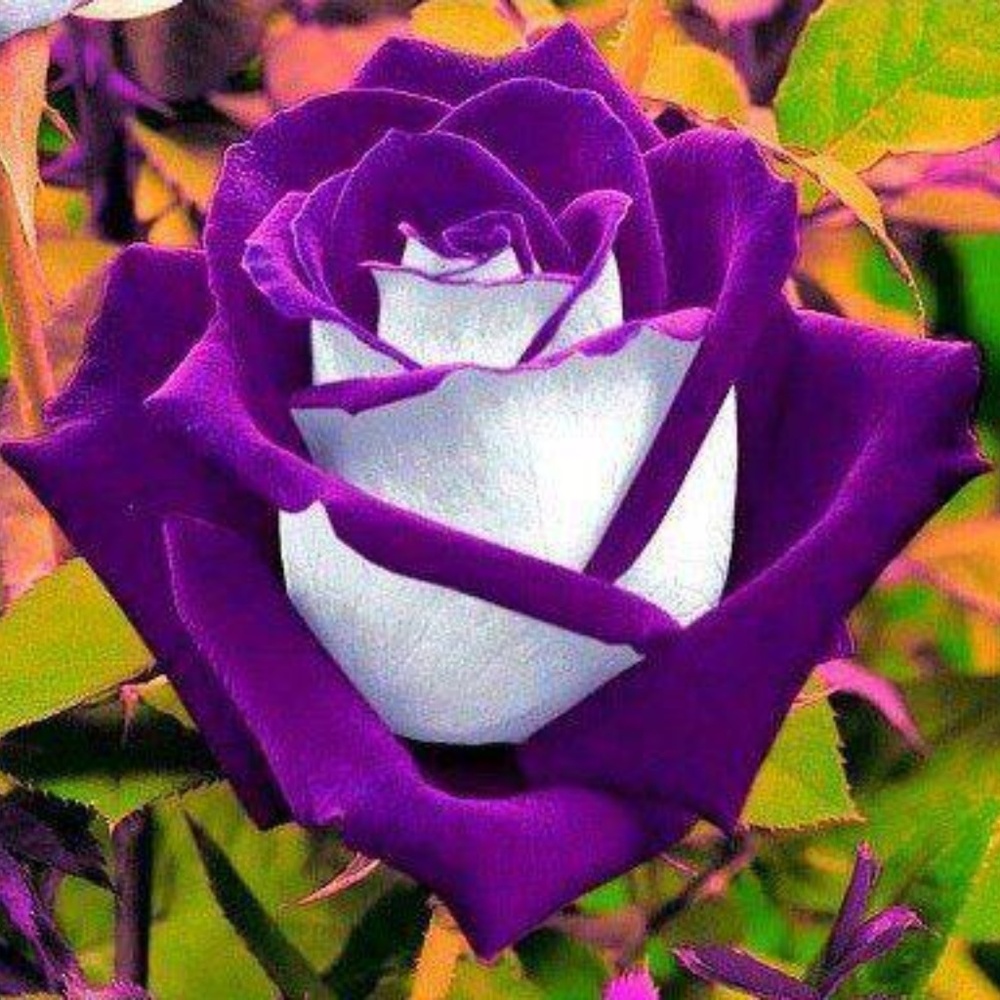 Meet your Posher, Brigitte